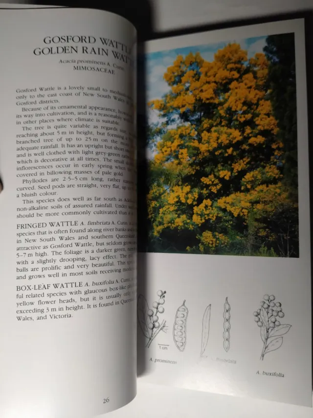 GUÍA DE ÁRBOLES DE AUSTRALIA. IVAN HOLIDAY. INGLÉS