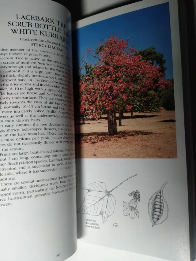 GUÍA DE ÁRBOLES DE AUSTRALIA. IVAN HOLIDAY. INGLÉS