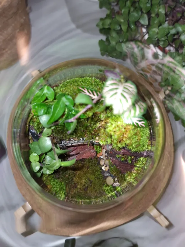 Terrario da giardino eterno