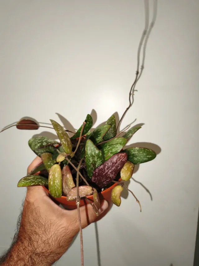 Hoya Sigillatis Pianta