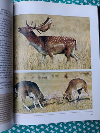 Fauna Iberica y europea Tomo 1