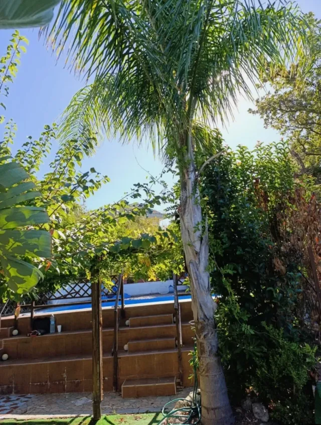 Albero di Palma, Banano e altri in regalo