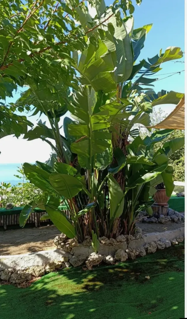 Albero di Palma, Banano e altri in regalo