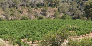 Terreno en venta en Sant Pere de Ribes Centro en Sant Pere de Ribes