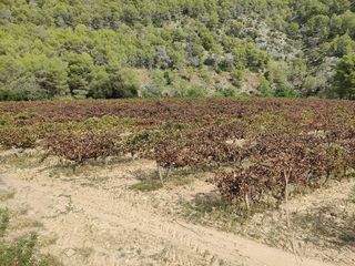 Terreno en venta en Sant Pere de Ribes Centro en Sant Pere de Ribes
