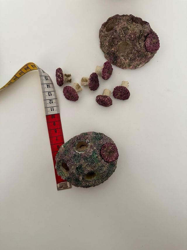 Roca Zoanthus Acuario Marino