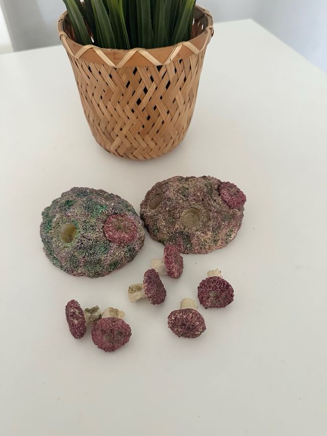 Roca Zoanthus Acuario Marino