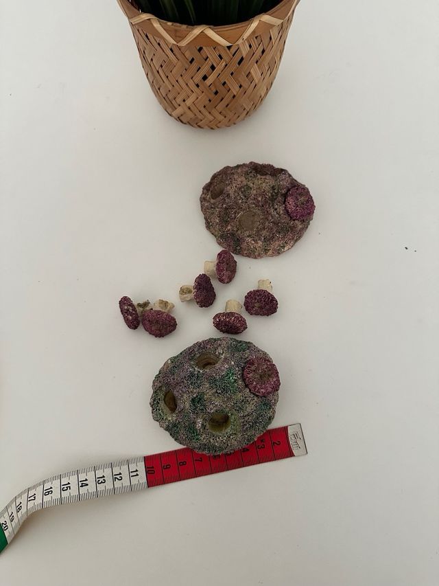 Roca Zoanthus Acuario Marino