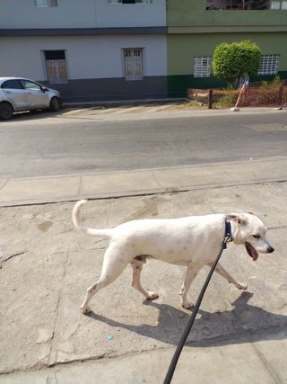PASEADOR Y CUIDADOR DE PERROS