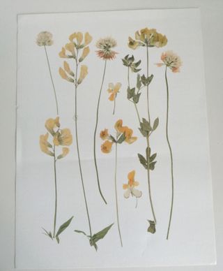 Lámina Flores Secas Amarillas 30x40 cm