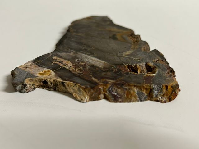Madera fósil petrificada o mineralizada
