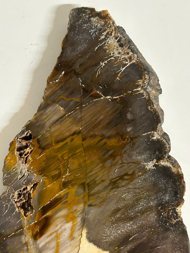 Madera fósil petrificada o mineralizada