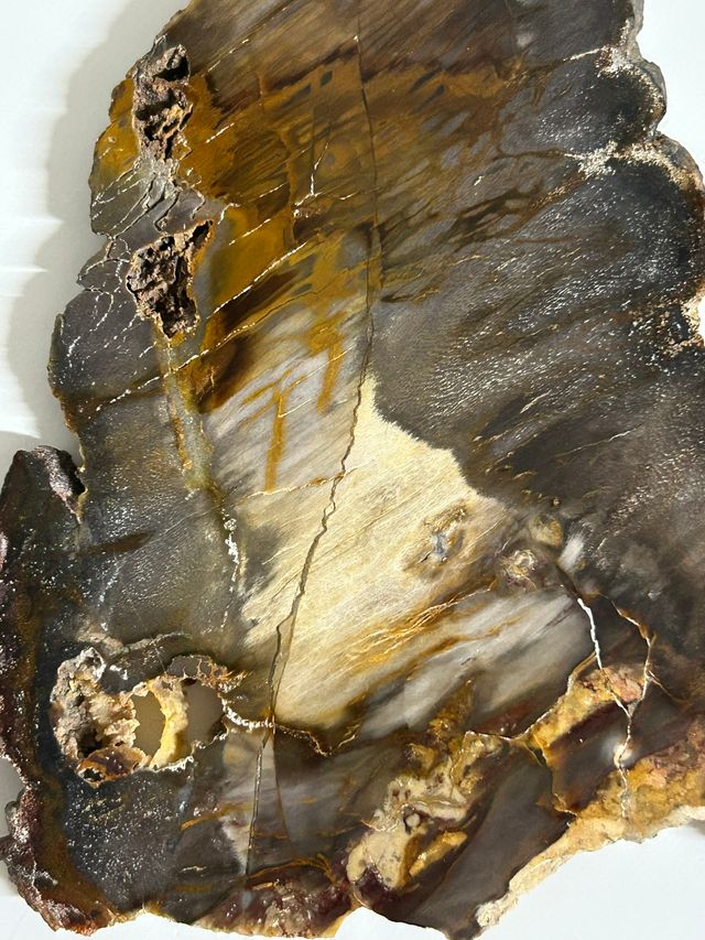 Madera fósil petrificada o mineralizada