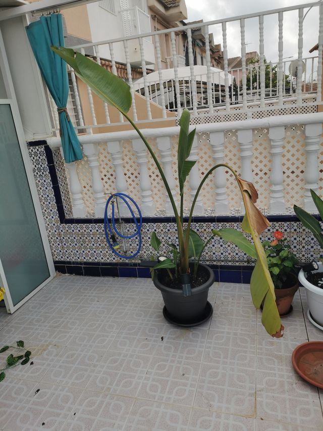 URGE HOY!!Ave del Paraíso Natural+ Maceta grande