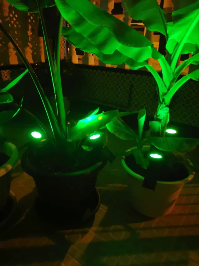 URGE HOY!!Ave del Paraíso Natural+ Maceta grande