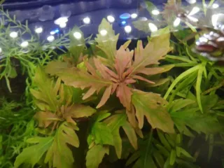 Hygrophila triflora plantas acuario