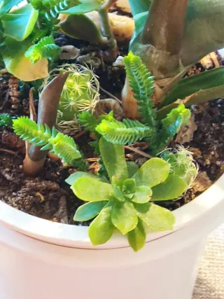 Mix de plantas crasas o suculentas