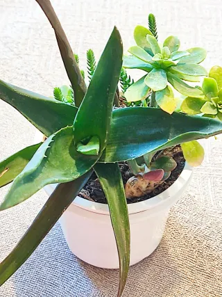 Mix de plantas crasas o suculentas