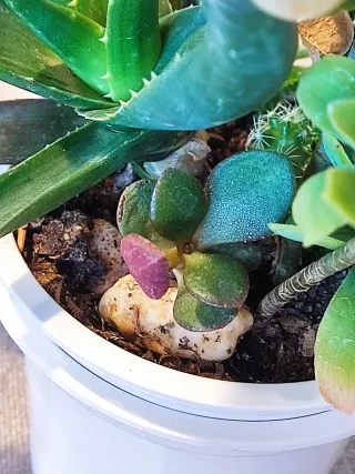 Mix de plantas crasas o suculentas