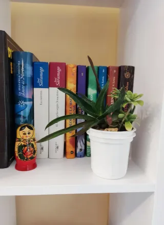 Mix de plantas crasas o suculentas