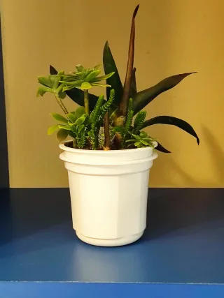 Mix de plantas crasas o suculentas