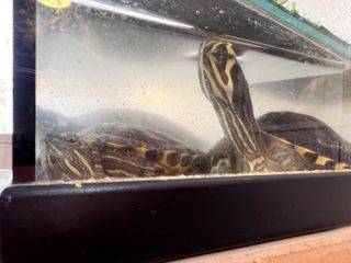 Acuario para tortugas.