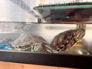 Acuario para tortugas.