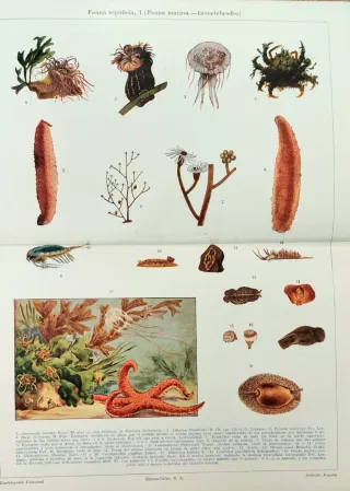 Stampa antica di fauna marina e invertebrati