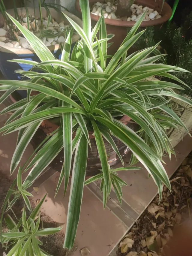 Planta cinta con maceta de cerámica