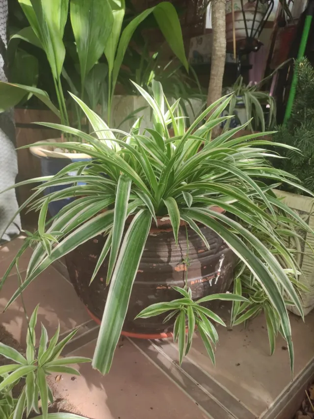 Planta cinta con maceta de cerámica