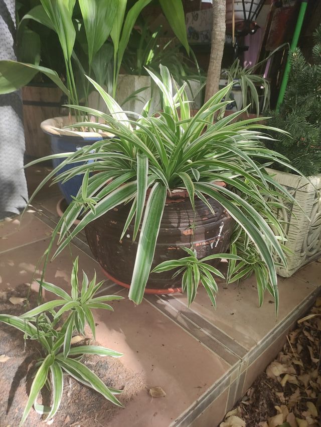 Planta cinta con maceta de cerámica