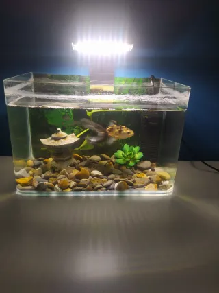 Acuario de cristal 10L con adornos, filtro y luz.