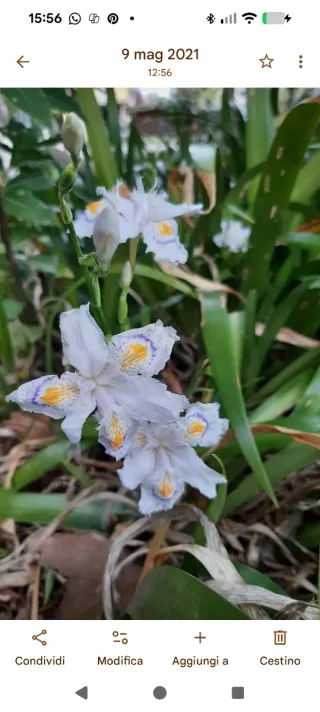 Iris japonica