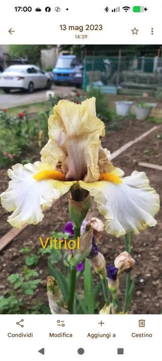 Iris Vitriol - Rizoma