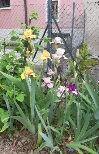 Iris Vitriol - Rizoma