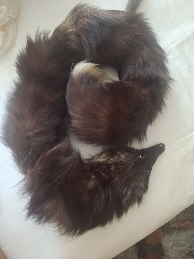 Cuello de zorro marrón y blanco