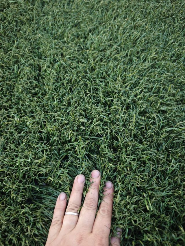 Césped Artificial Reciclado