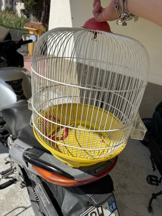Gabbia per uccelli bianca e gialla