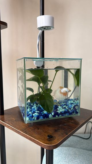 Pecera y decoraciones acuario