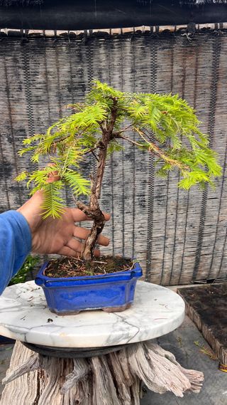 BONSAI METASECUOLLA
