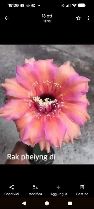 Cactus Echinopsis Lobivia Rak pheiyng di
