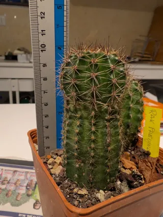 Cactus Echinopsis Lobivia Rak pheiyng di