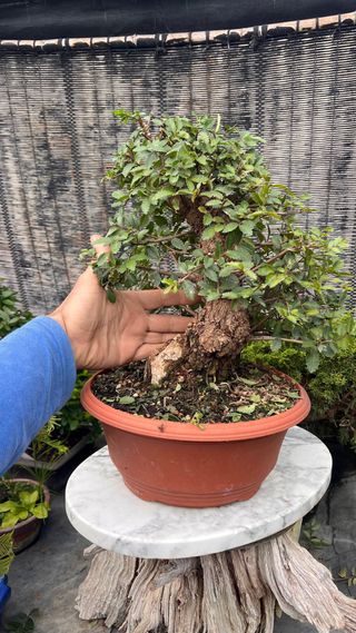 OLMO JAPONÉS NIRE KEYAKI PRE BONSAI