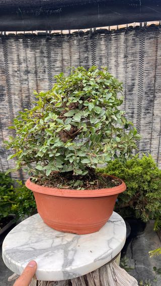 OLMO JAPONÉS NIRE KEYAKI PRE BONSAI
