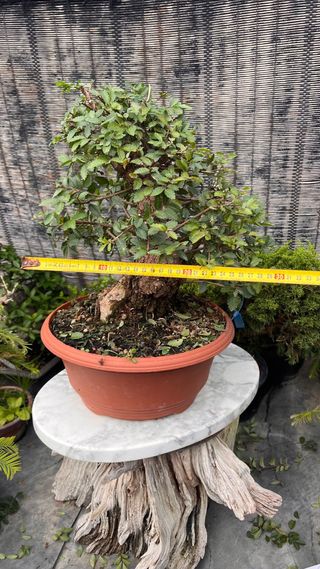 OLMO JAPONÉS NIRE KEYAKI PRE BONSAI