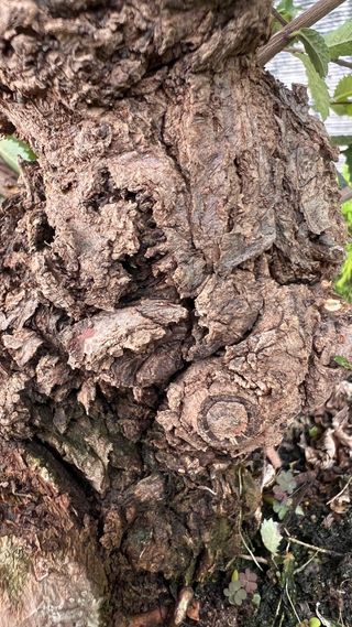 OLMO JAPONÉS NIRE KEYAKI PRE BONSAI