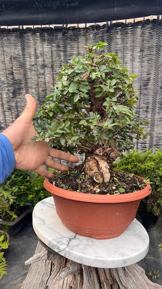 OLMO JAPONÉS NIRE KEYAKI PRE BONSAI