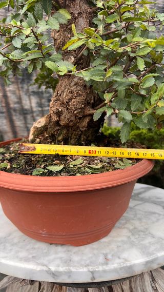 OLMO JAPONÉS NIRE KEYAKI PRE BONSAI