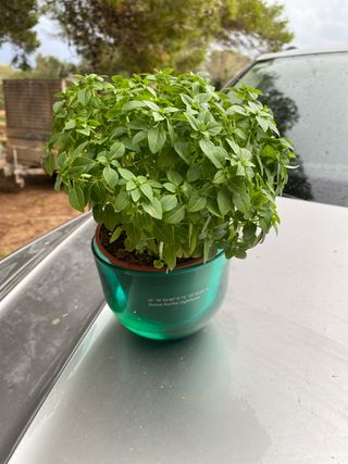 Planta Repelente Mosquitos