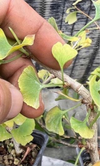 PLANTONES PARA BONSAI DE GINKGO DE HOJA DIMINUTA